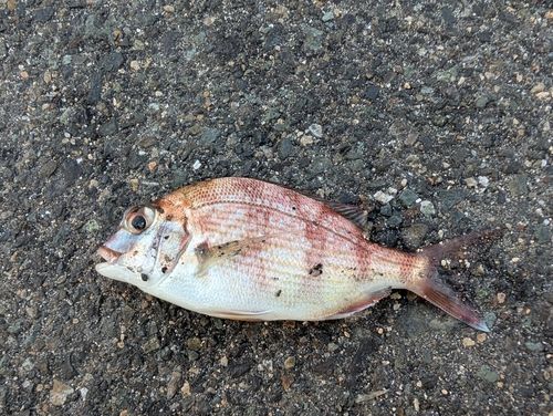チャリコの釣果