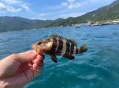 アオハタの釣果