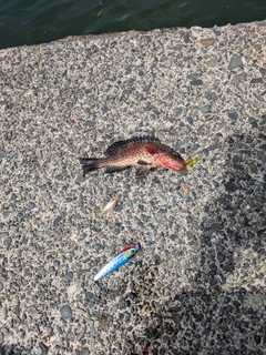 オオモンハタの釣果