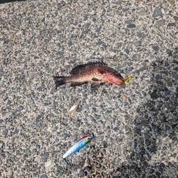 オオモンハタ
