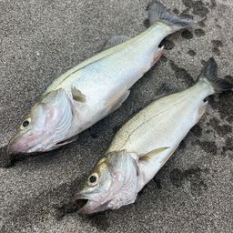 セイゴ（マルスズキ）