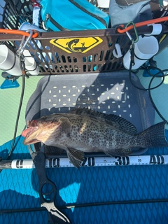 オオモンハタの釣果