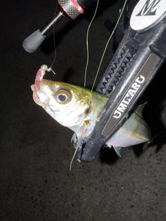 マアジの釣果