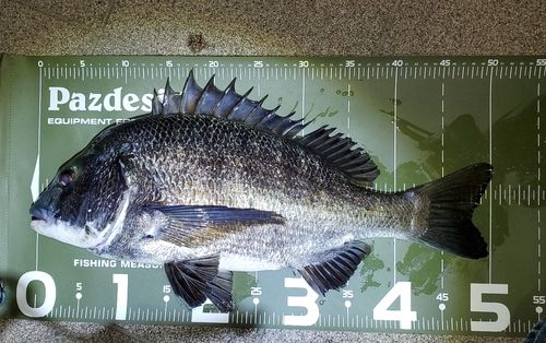 クロダイの釣果