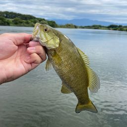 スモールマウスバス