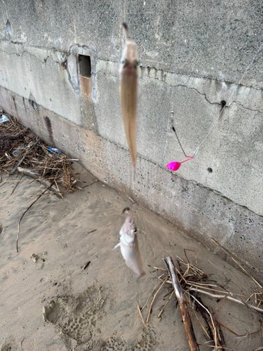 博多湾