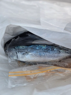 ソウダガツオの釣果
