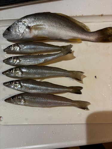 キスの釣果