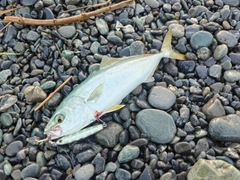 ワカシの釣果