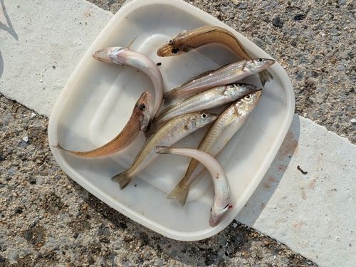 キスの釣果