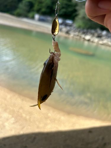 ヤマトビーの釣果