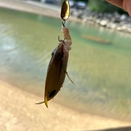ヤマトビー