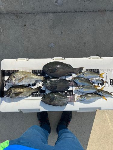 チヌの釣果