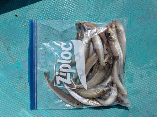 キスの釣果