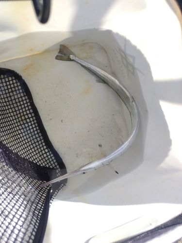 ダツの釣果