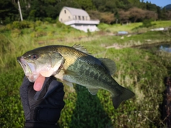 ブラックバスの釣果