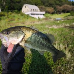 ブラックバス