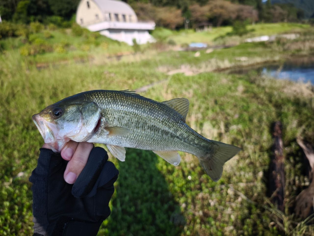 ブラックバス