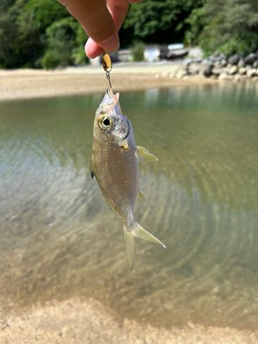 ミナミクロサギの釣果