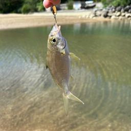 ミナミクロサギ