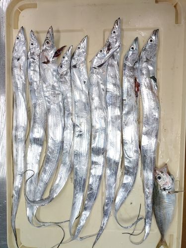タチウオの釣果