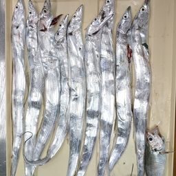 タチウオ