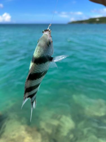ロクセンスズメダイの釣果