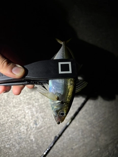 ウミタナゴの釣果