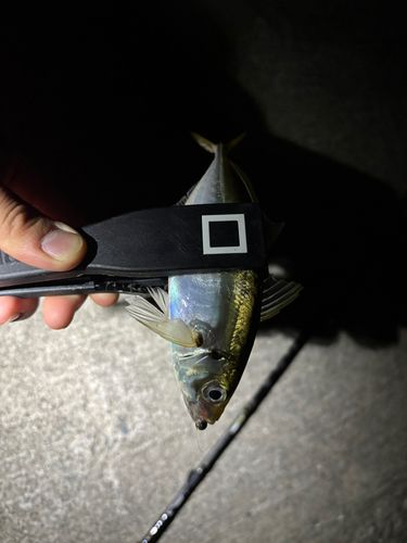 ウミタナゴの釣果