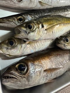 クロムツの釣果