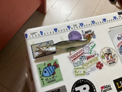 カマスの釣果