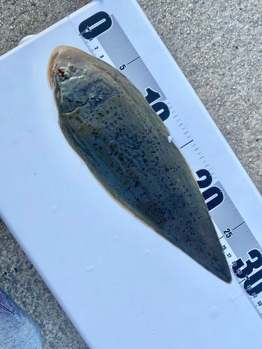 シタビラメの釣果