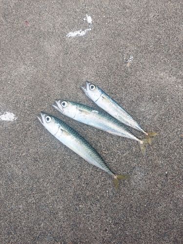 箱崎漁港