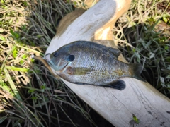 ブルーギルの釣果