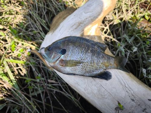 ブルーギルの釣果