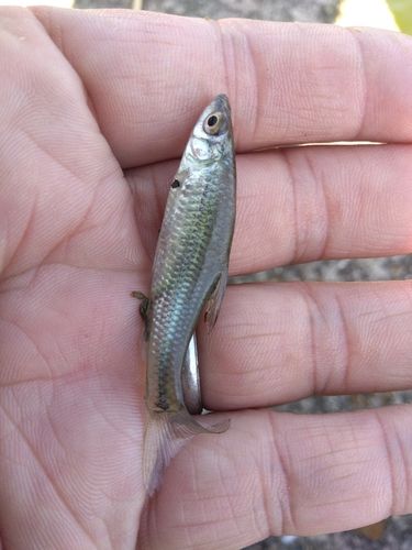 クチボソの釣果