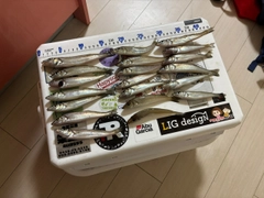 キスの釣果