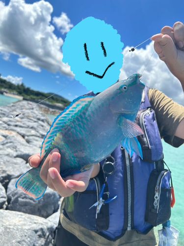 イラブチャーの釣果