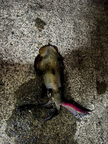 越前海岸