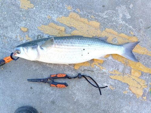 ボラの釣果