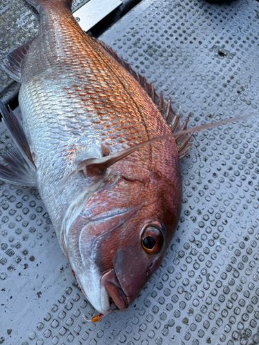 マダイの釣果
