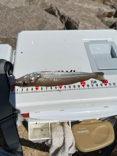 キスの釣果