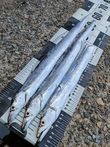 タチウオの釣果