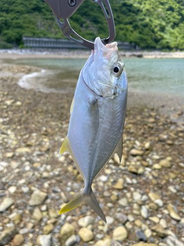 メッキの釣果