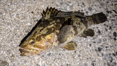 タケノコメバルの釣果