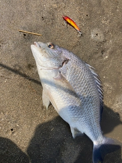 キビレの釣果