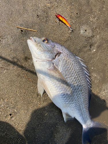 キビレの釣果