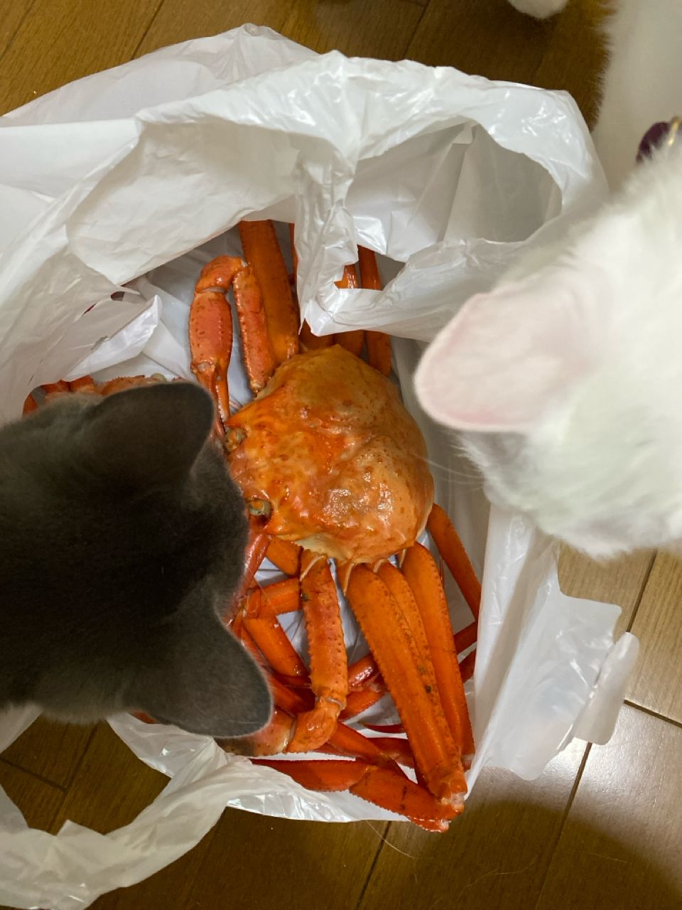 サヨリ