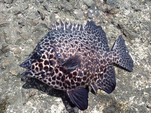 イシガキダイの釣果