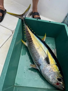 キハダマグロの釣果